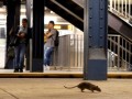 Estados Unidos: habitantes impactados por invasión de ratas en Nueva York